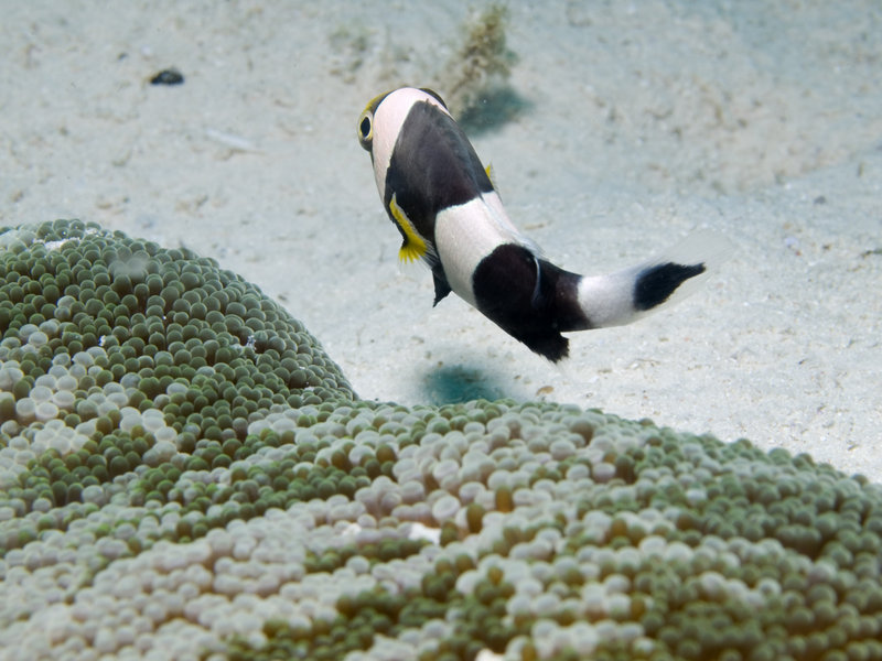 Anemone Fish, Mabul, Paradise 1 and 2